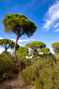 Bild-Nr: 12203474 Donana Nationalpark Erstellt von: DirkR