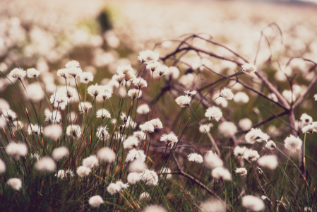 Bild-Nr: 12203836 Wollgras Blütezeit im Moor Erstellt von: Tanja Riedel