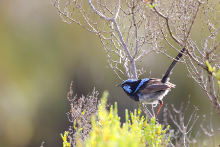 Bild-Nr: 12204497 Superb Fairywren Erstellt von: DirkR