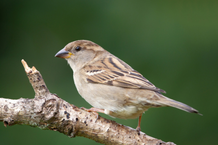 Bild-Nr: 12204554 Haussperling Erstellt von: DirkR