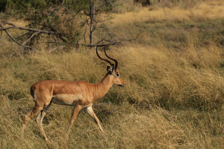 Bild-Nr: 12206620 Impala Erstellt von: DirkR