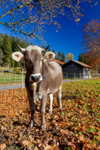 Bild-Nr: 12207565 Allgäuer Braunvieh Erstellt von: DirkR