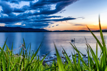 Bild-Nr: 12207946 Ein Schwan im Sonnenuntergang am Bodensee Erstellt von: Kunze Kunze