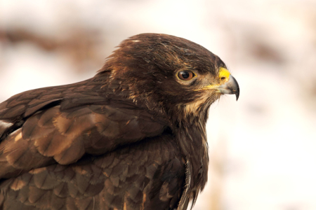 Bild-Nr: 12209272 Bussard Erstellt von: DirkR