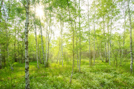 Bild-Nr: 12209591 Birkenwald Erstellt von: Steffen Gierok