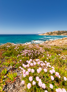 Bild-Nr: 12209946 Farbenfrohes Sardinien Erstellt von: Nordbilder