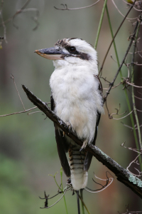 Bild-Nr: 12211232 Kookaburra Erstellt von: DirkR