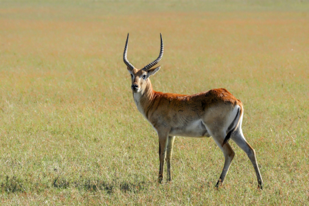 Bild-Nr: 12212564 Red Lechwe Erstellt von: DirkR