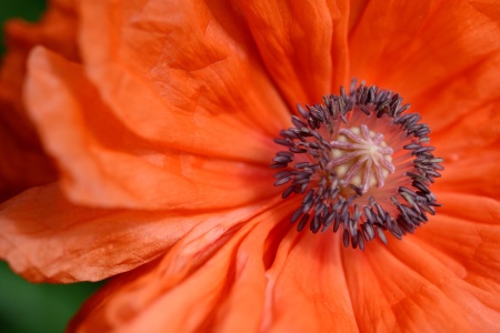 Bild-Nr: 12213381 orange Mohnblüte Erstellt von: Bettina Schnittert