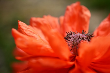 Bild-Nr: 12213382 orange Mohnblüte Erstellt von: Bettina Schnittert