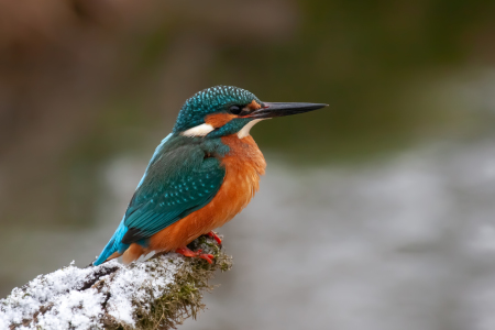 Bild-Nr: 12213596 Eisvogel im Winter Erstellt von: DirkR