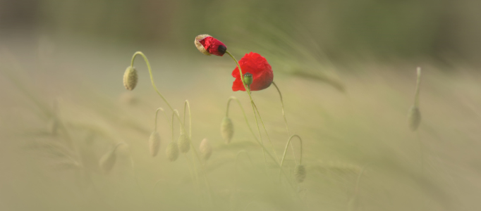 Bild-Nr: 12216294 Klatschmohn  Erstellt von: Tanja Riedel