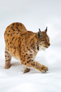 Bild-Nr: 12216859 Luchs im Schnee Erstellt von: DirkR