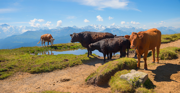 Bild-Nr: 12217324 Kuhherde am Niederhorn Schweizer Alpen Erstellt von: SusaZoom