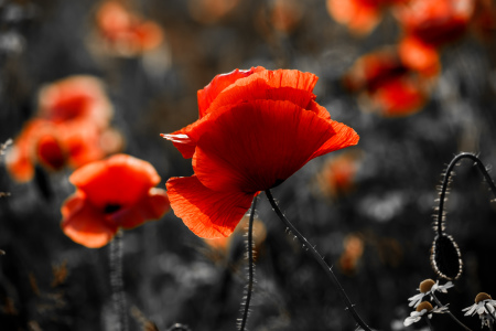 Bild-Nr: 12219147 Roter Mohn Erstellt von: Ursula Reins