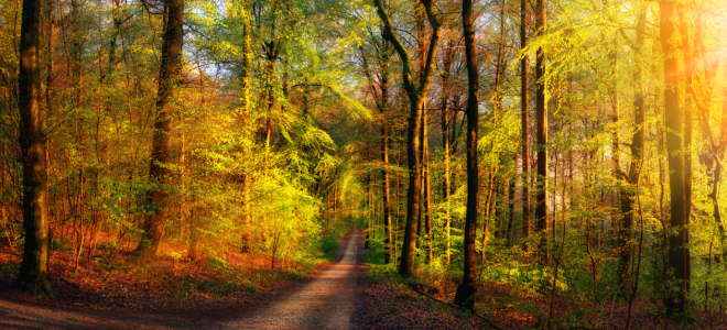 Bild-Nr: 12220671 Goldene Waldszene mit Stahlen von Licht Erstellt von: Smileus