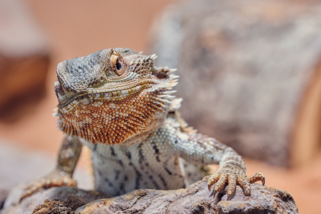 Bild-Nr: 12220777 Bartagame schaut ärgerlich in die Kamera Erstellt von: lovebeardeddragons