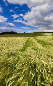 Bild-Nr: 12221237 Wind im Kornfeld Erstellt von: Amazone54