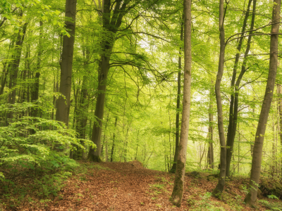 Bild-Nr: 12221328 Frühling im Wald Erstellt von: luxpediation