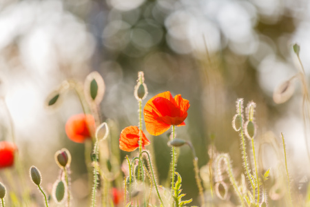 Bild-Nr: 12223324 pavot fleur  Erstellt von: Ursula Reins