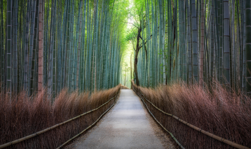 Bild-Nr: 12227212 Bambuswald in Arashiyama Erstellt von: eyetronic
