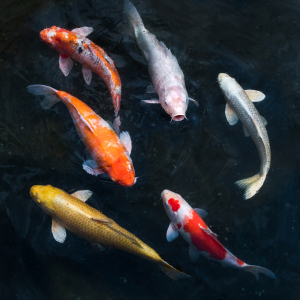 Bild-Nr: 12227429 Koi Karpfen im Teich Erstellt von: eyetronic