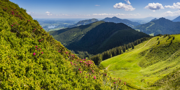 Bild-Nr: 12228019 Alpenrosen Erstellt von: Walter G. Allgöwer