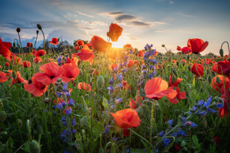 Bild-Nr: 12229272 Mohnblumen Erstellt von: Steffen Gierok