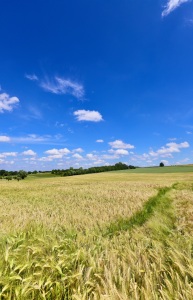 Bild-Nr: 12229425 Landschaft mit Korn  Erstellt von: Amazone54