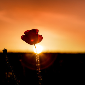 Bild-Nr: 12231195 Mohn mit Durchblick  Erstellt von: Ursula Reins