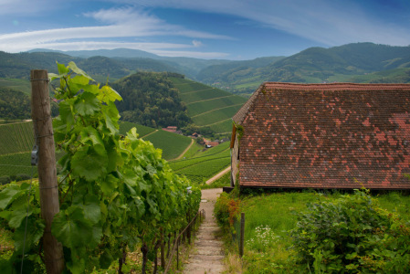 Bild-Nr: 12232022 Weinberge von Durbach im Renchtal Erstellt von: KundenNr-327281