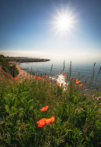 Bild-Nr: 12233907 Mohnblumen auf der Steilküste Erstellt von: Nordbilder