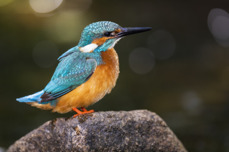 Bild-Nr: 12236152 Eisvogel nach dem Flussbad Erstellt von: Daniela Beyer