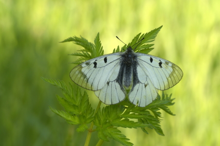 Bild-Nr: 12238011 Apollofalter Erstellt von: GUGIGEI