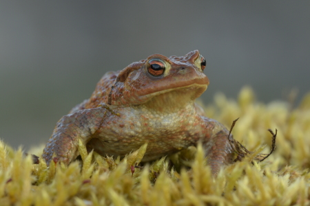 Bild-Nr: 12238074 Dickerchen Erstellt von: GUGIGEI