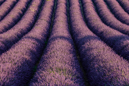 Bild-Nr: 12239503 Lavendelfeld Provence Erstellt von: Achim Thomae
