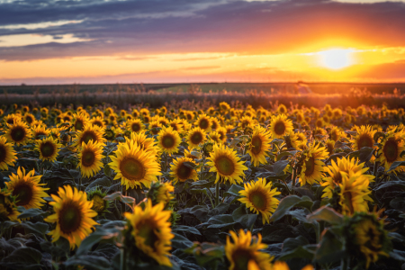 Bild-Nr: 12240599 Sonnenblumen Erstellt von: Steffen Gierok