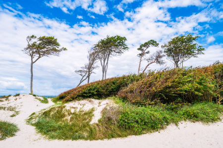 Bild-Nr: 12240660 Bäume und Düne am Weststrand Erstellt von: Rico Ködder