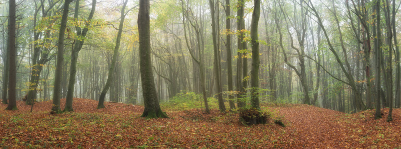 Bild-Nr: 12240790 Traumhafte Wald-Szene Erstellt von: luxpediation