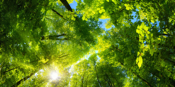 Bild-Nr: 12241047 Sonnenbeschienens Blätterdach im grünen Wald Erstellt von: Smileus