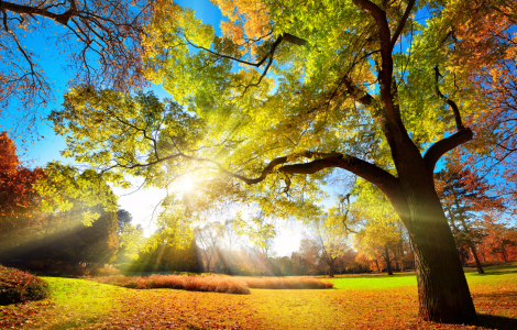 Bild-Nr: 12241050 Farbenfrohes Herbstlaub im Park Erstellt von: Smileus