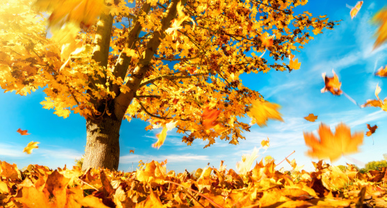 Bild-Nr: 12241058 Goldene Ahornblätter fallen im Herbst Erstellt von: Smileus