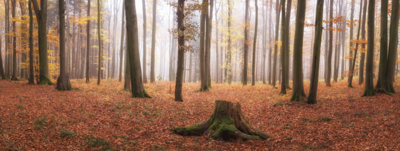 Bild-Nr: 12242570 Herbstfarben im Wald Erstellt von: luxpediation