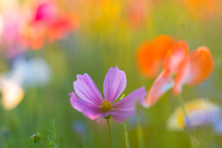 Bild-Nr: 12243368 Ein Strauß Sommer Erstellt von: boegau-photography