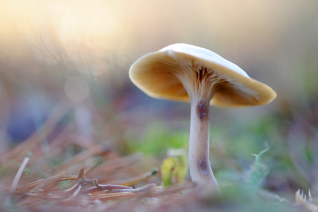 Bild-Nr: 12243513 Pilz im Herbstlicht Erstellt von: Ostfriese
