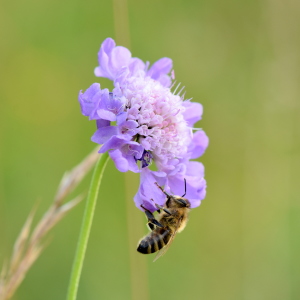 Bild-Nr: 12243756 Schlafende Biene Erstellt von: GUGIGEI