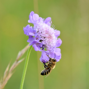 Bild-Nr: 12243756 Schlafende Biene Erstellt von: GUGIGEI