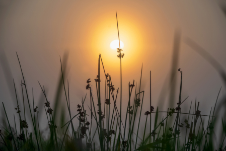 Bild-Nr: 12244107 Binsen Juncus effusus Gräser im Gegenlicht Erstellt von: Tanja Riedel