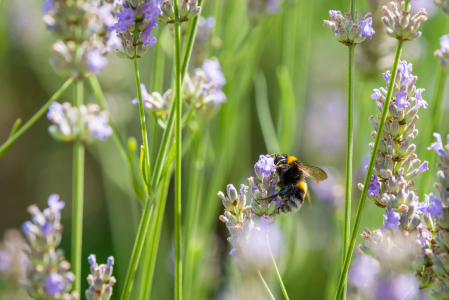 Bild-Nr: 12245148 Hummel auf Lavendel 81 Erstellt von: Erhard Hess