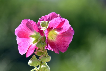 Bild-Nr: 12245557 Stockrose Erstellt von: GUGIGEI